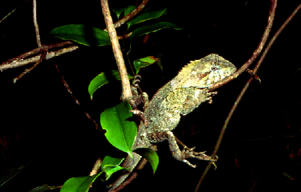  Hypsilurus spinipes ID = 