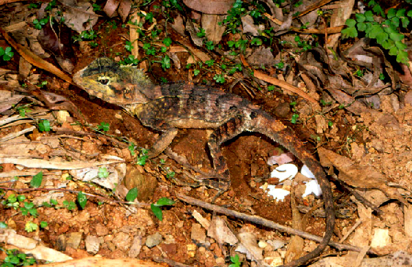  Hypsilurus spinipes ID = 