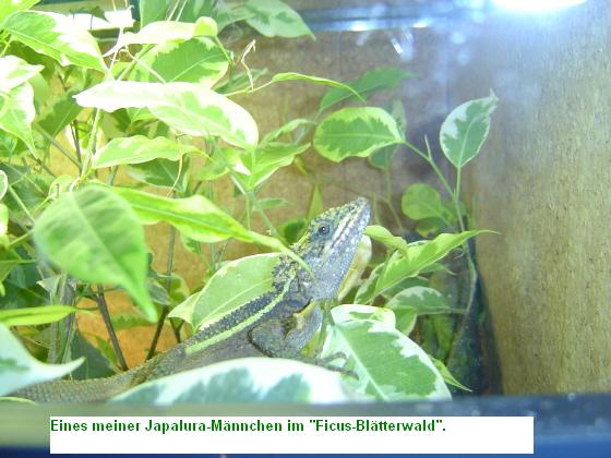  Japalura splendida ID = 