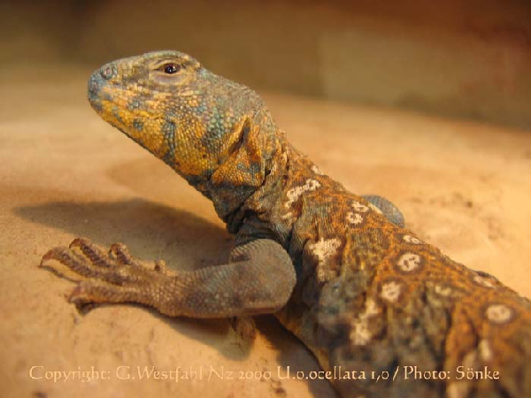  Uromastyx o.ocellata ID = 