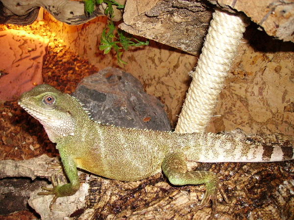  Wasseragame ID = 