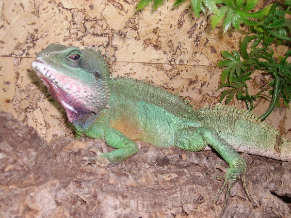  Wasseragame ID = 