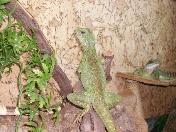  Wasseragame ID = 