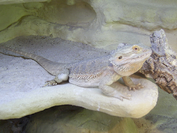  Pogona vitticeps ID = 