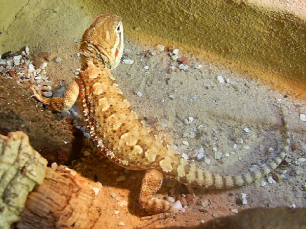  Pogona henrylawsoni ID = 