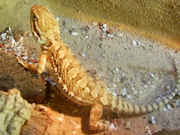  Pogona henrylawsoni ID = 