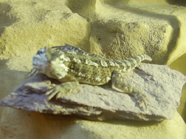  Pogona henrylawsoni ID = 