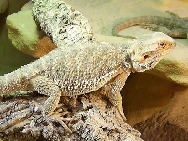  Pogona vitticeps ID = 