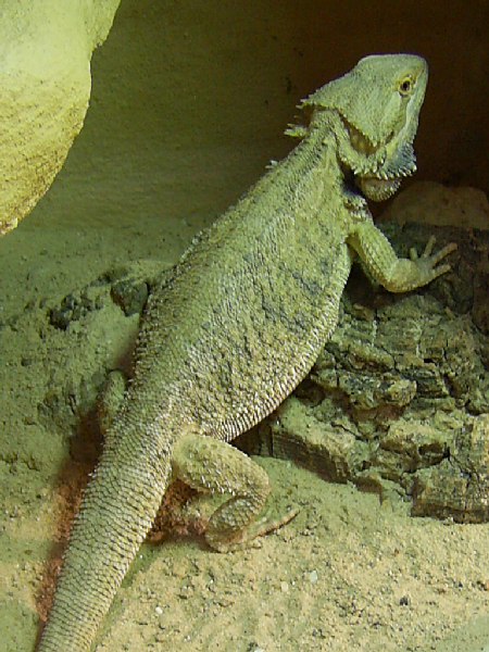  Pogona vitticeps ID = 