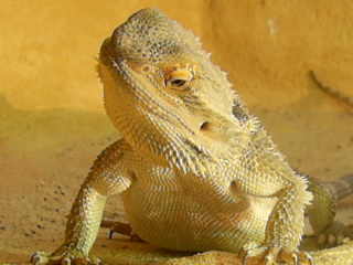  Pogona vitticeps ID = 
