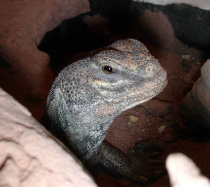  Uromastyx acanthinurus ID = 