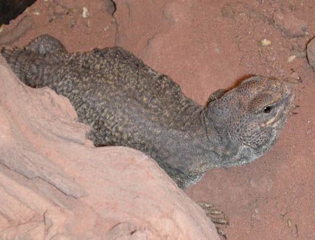  Uromastyx acanthinurus ID = 