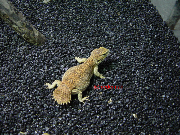  Xenagama thaylori ID = 