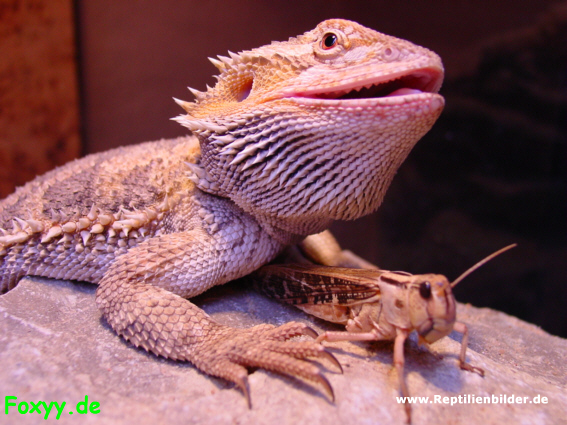  Pogona vitticeps ID = 