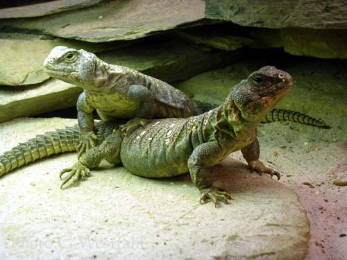  Uromastyx o.ocellata ID = 