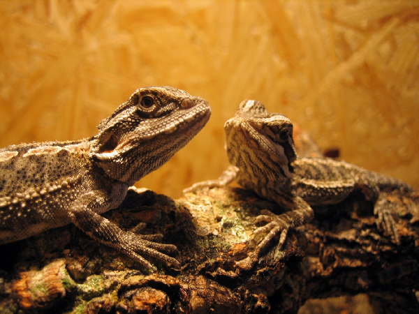  pogona vitticeps jung ID = 