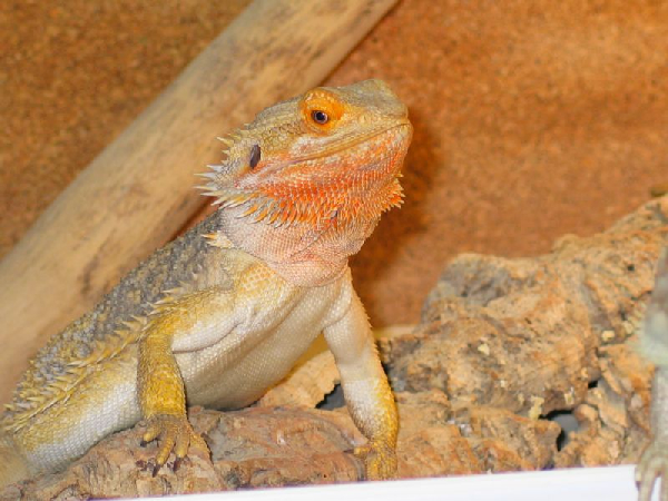  Pogona vitticeps ID = 