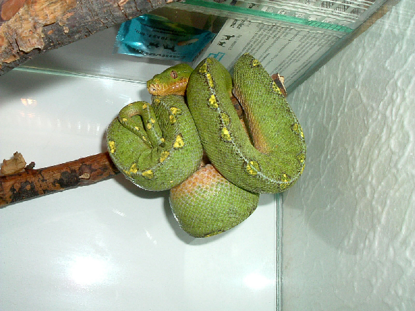  Morelia Viridis ID = 