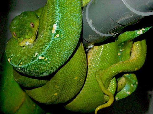  Wamena Morelia Viridis ID = 