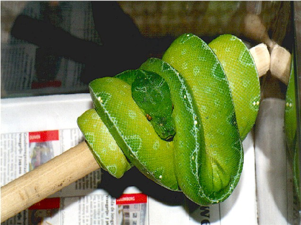  Wamena Morelia Viridis ID = 