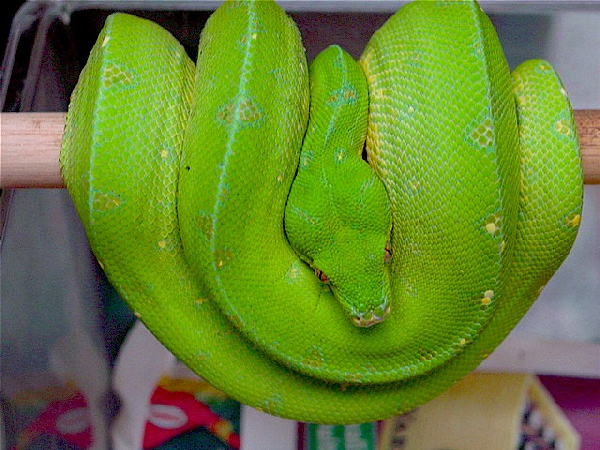  Wamena Morelia Viridis ID = 