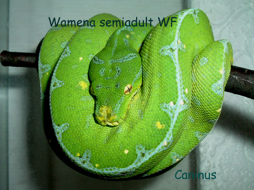  Wamena semiadult  WF ID = 