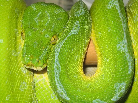  Morelia viridis manokwari ID = 