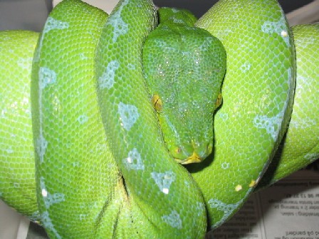  Morelia viridis manokwari female ID = 