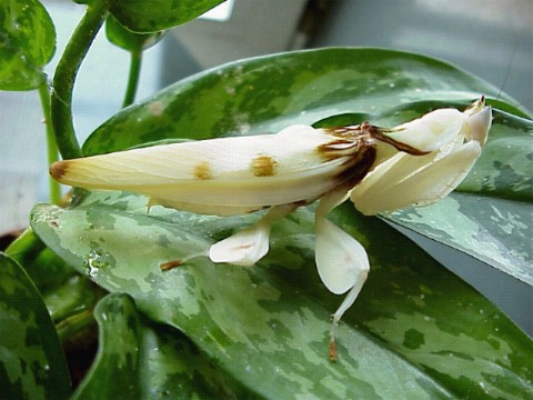  Hymenopus coronatus ID = 