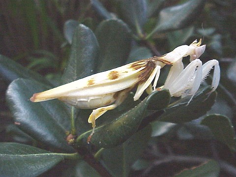  Hymenopus coronatus ID = 