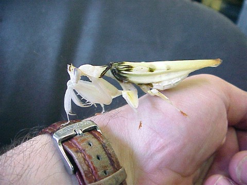  Hymenopus coronatus ID = 