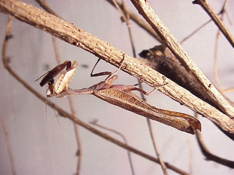  Acanthops tesselata ID = 