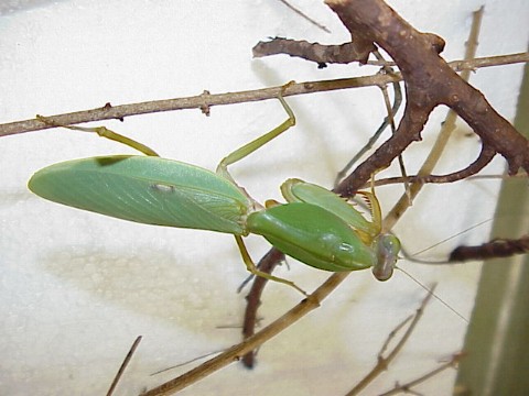  Rhombodera stalii ID = 