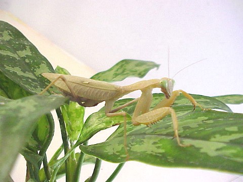  Sphodromantis lineola ID = 