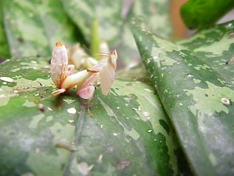  Hymenopus coronatus ID = 