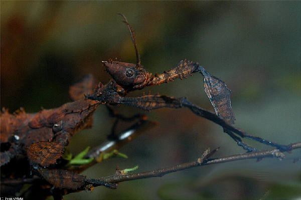  Extatosoma tiaratum ID = 