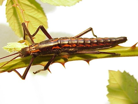  Anisomorpha monstrosa ID = 