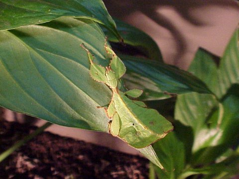  Phyllium biocolatum ID = 