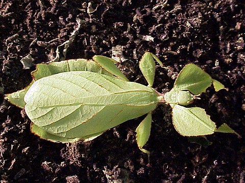  Phyllium celebicum ID = 