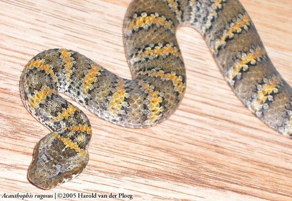  Acantophis rugosus ID = 