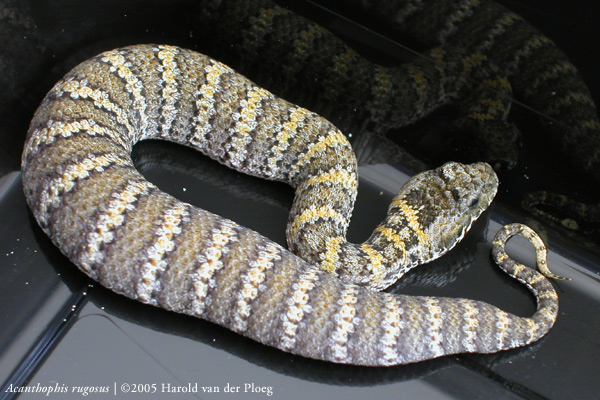  Acantophis rugosus ID = 