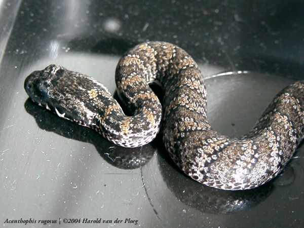  Acantophis rugosus ID = 