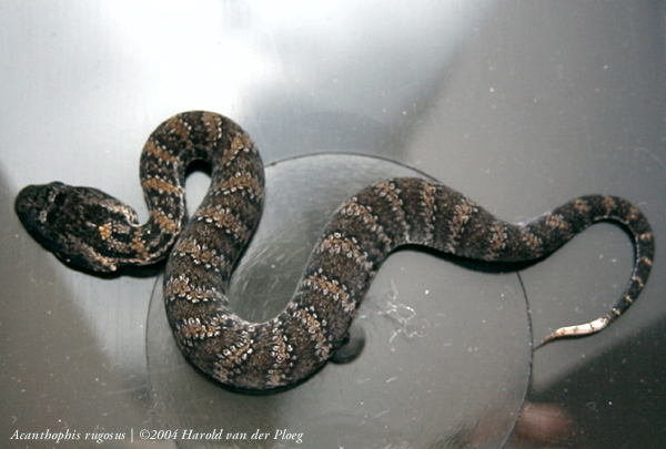  Acantophis rugosus ID = 