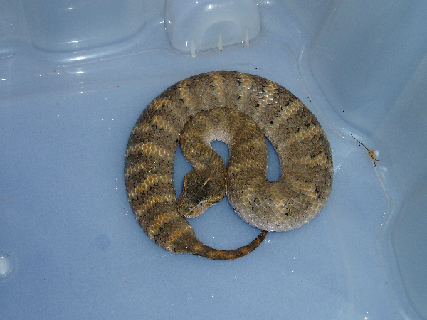  Acanthophis laevis ID = 