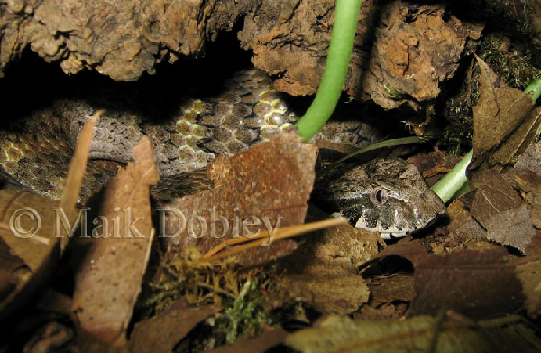  Acanthophis antarcticus ID = 