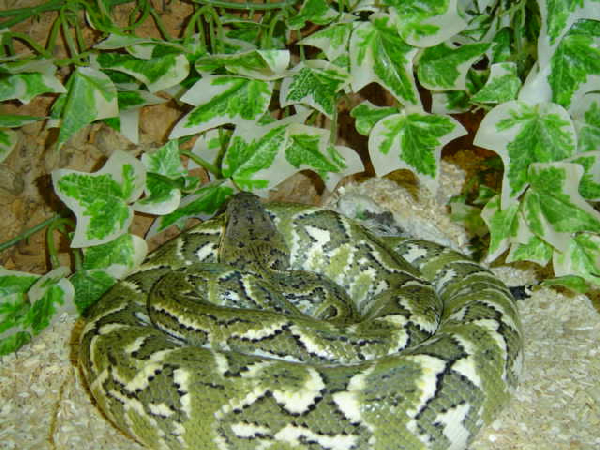  Sanzinia madagascariensis ID = 