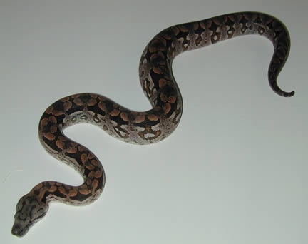  Acrantophis dumerili ID = 