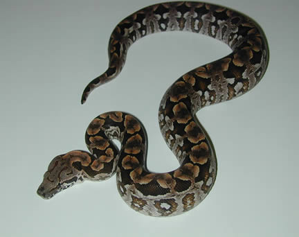  Acrantophis dumerili ID = 