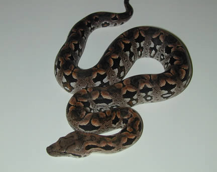  Acrantophis dumerili ID = 