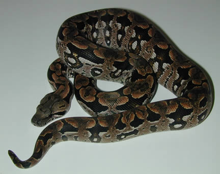  Acrantophis dumerili ID = 